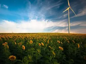 Champs de tournesols éolienne