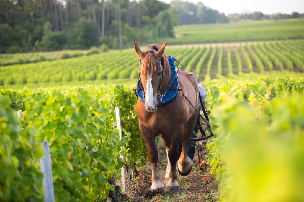 Atelier Vin & Démat - Bordeaux